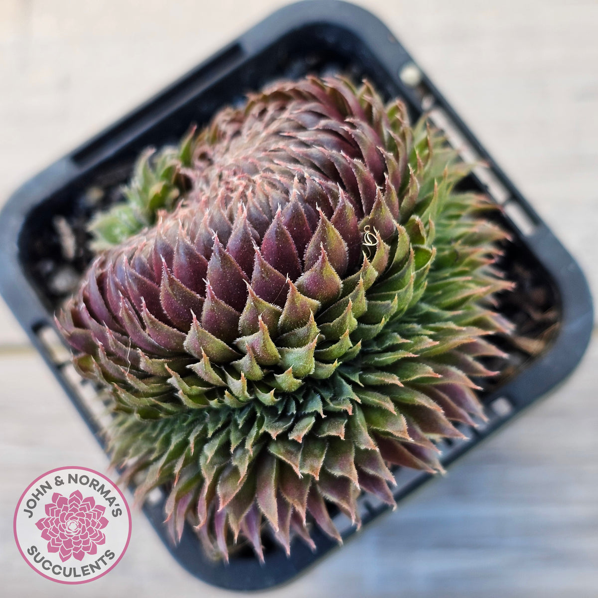 Sempervivum 'Centennial' Crest