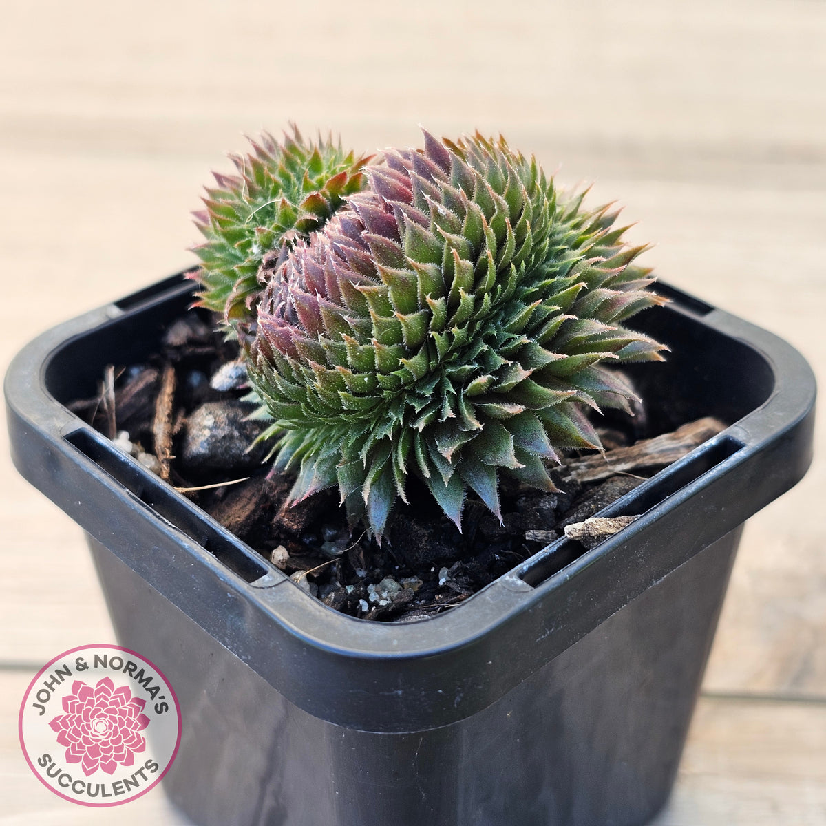 Sempervivum 'Centennial' Crest