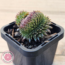 Load image into Gallery viewer, Sempervivum &#39;Centennial&#39; Crest
