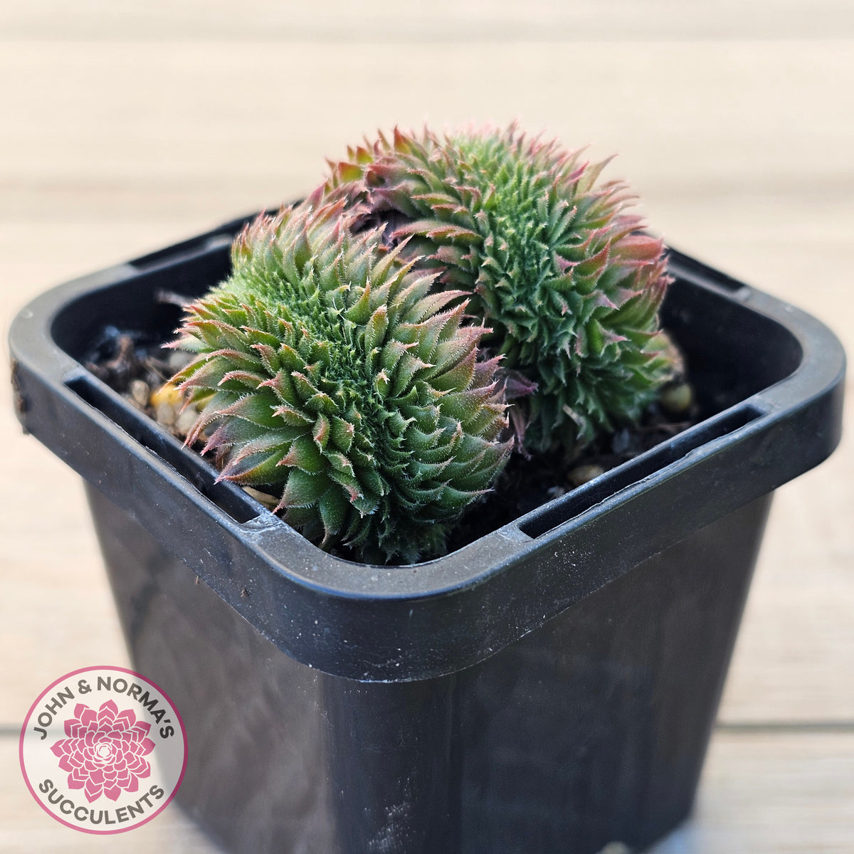 Sempervivum 'Centennial' Crest