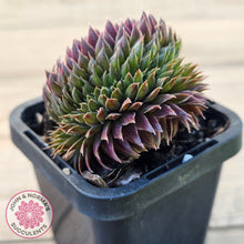 Load image into Gallery viewer, Sempervivum &#39;Centennial&#39; Crest
