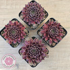 Sempervivum 'Centennial'