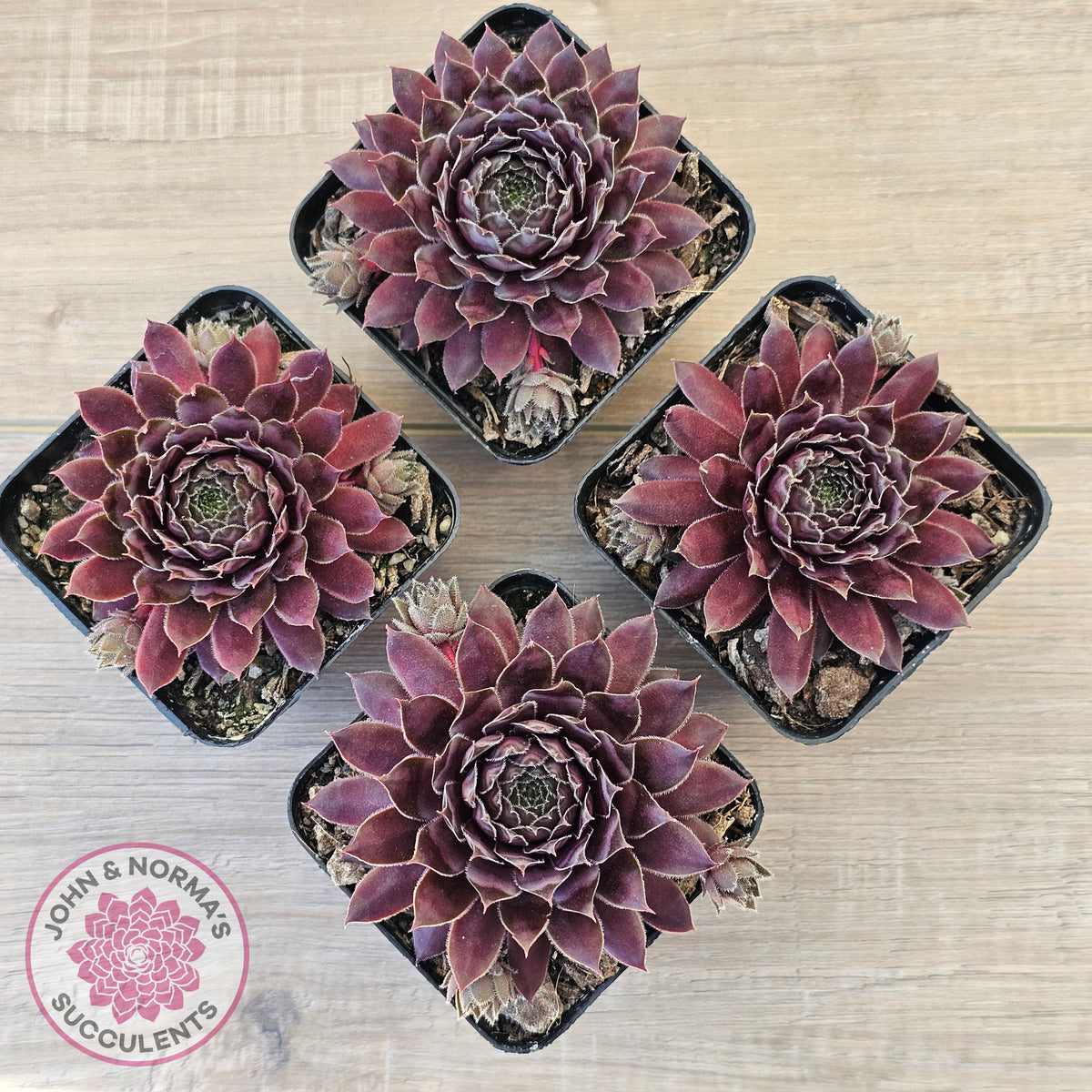 Sempervivum 'Centennial'