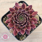 Sempervivum 'Centennial'