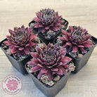 Sempervivum 'Centennial'