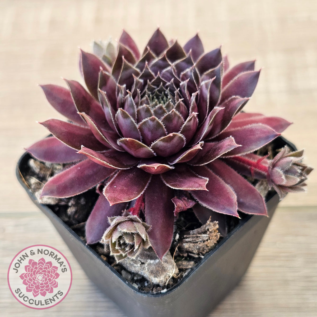 Sempervivum 'Centennial'