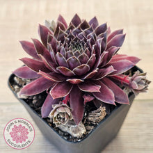 Load image into Gallery viewer, Sempervivum &#39;Centennial&#39;
