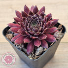 Sempervivum 'Centennial'