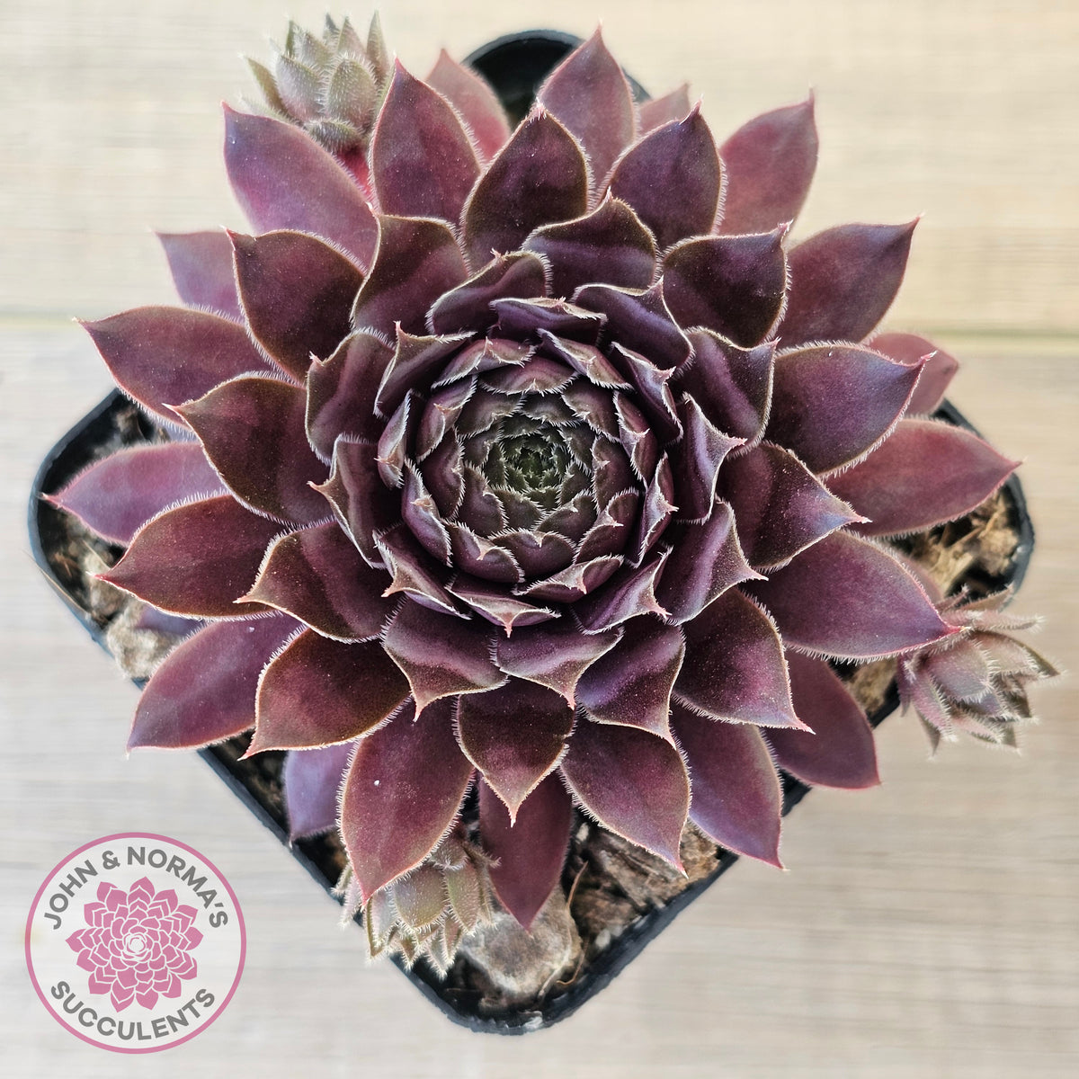 Sempervivum 'Centennial'