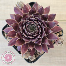 Load image into Gallery viewer, Sempervivum &#39;Centennial&#39;
