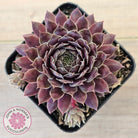 Sempervivum 'Centennial'