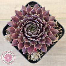 Load image into Gallery viewer, Sempervivum &#39;Centennial&#39;
