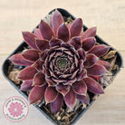 Sempervivum 'Centennial'