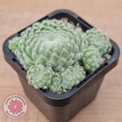 Sempervivum Ciliosum (multi)