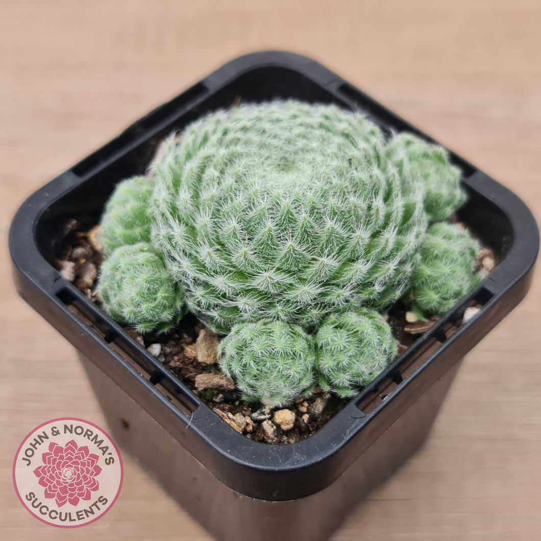 Sempervivum Ciliosum (multi)