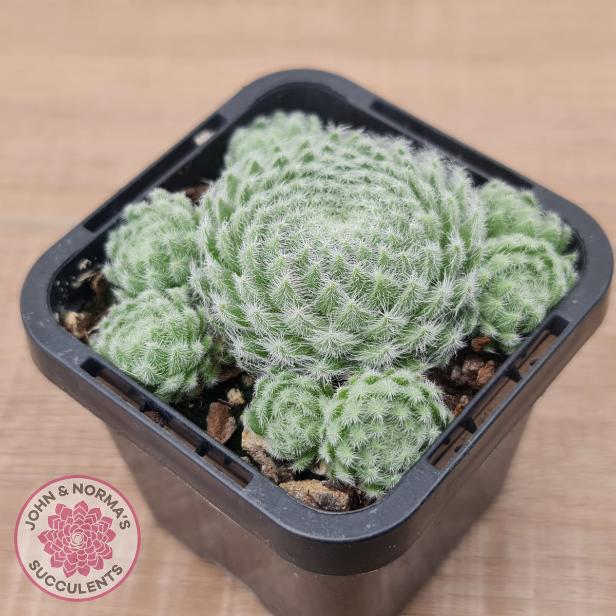 Sempervivum Ciliosum (multi)