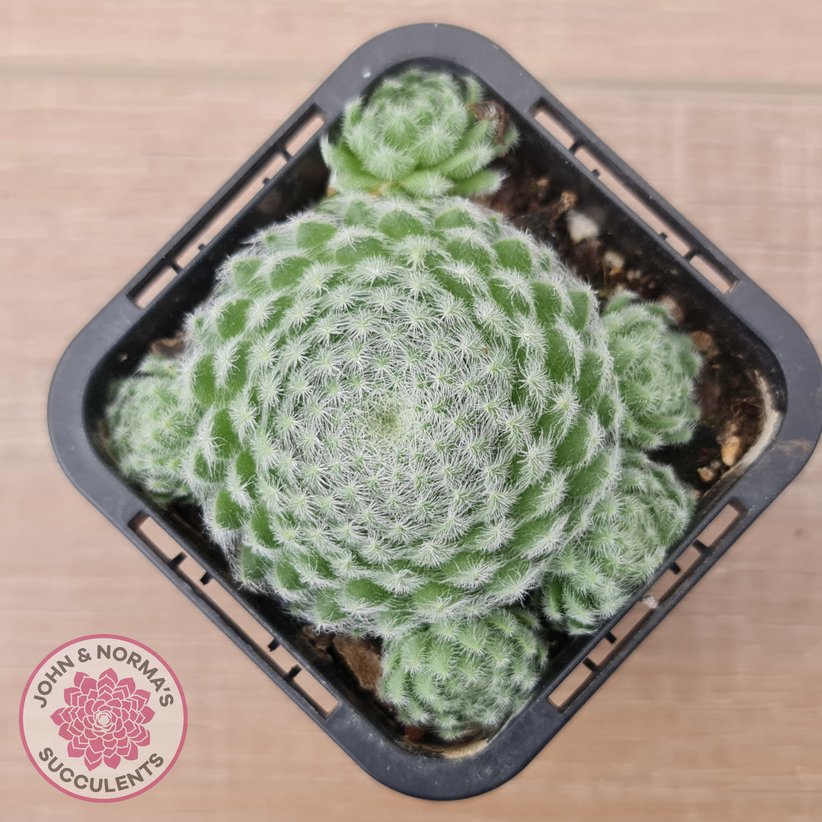 Sempervivum Ciliosum (multi)
