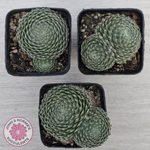 Load image into Gallery viewer, Sempervivum Ciliosum
