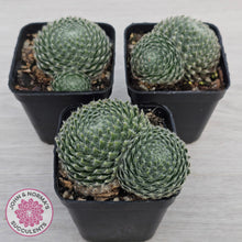 Load image into Gallery viewer, Sempervivum Ciliosum
