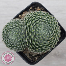 Load image into Gallery viewer, Sempervivum Ciliosum
