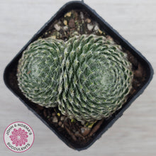 Load image into Gallery viewer, Sempervivum Ciliosum
