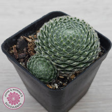 Load image into Gallery viewer, Sempervivum Ciliosum
