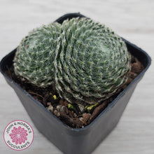 Load image into Gallery viewer, Sempervivum Ciliosum
