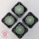 Sempervivum Ciliosum (multi)