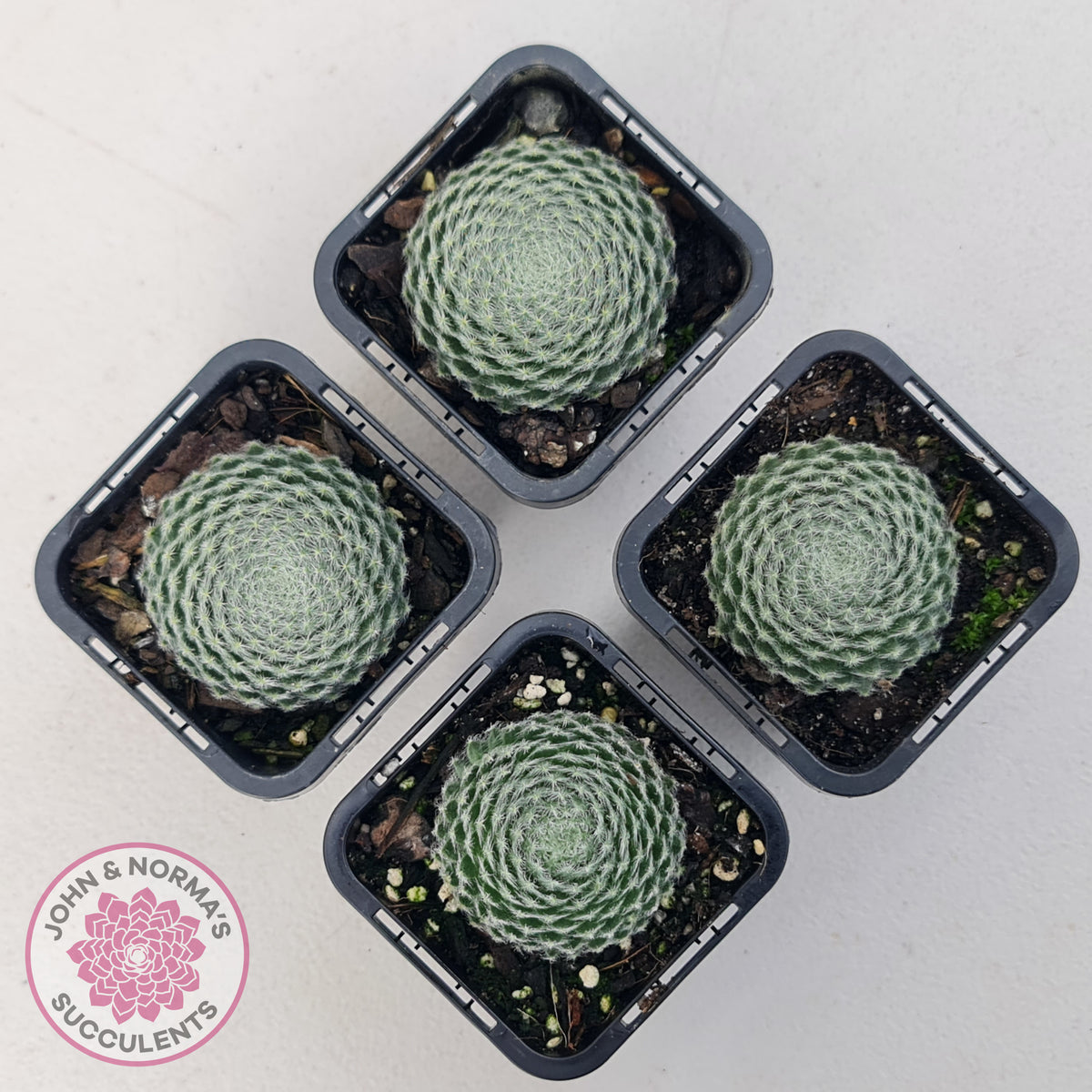 Sempervivum Ciliosum (multi)