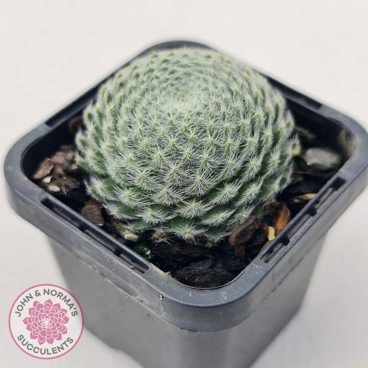 Sempervivum Ciliosum (multi)