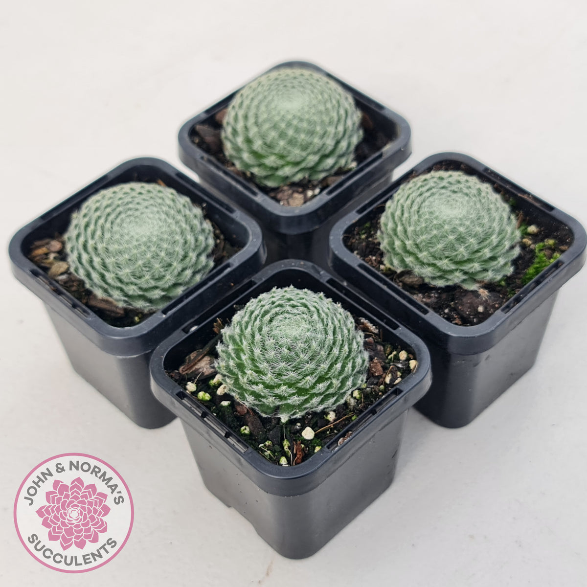 Sempervivum Ciliosum (multi)