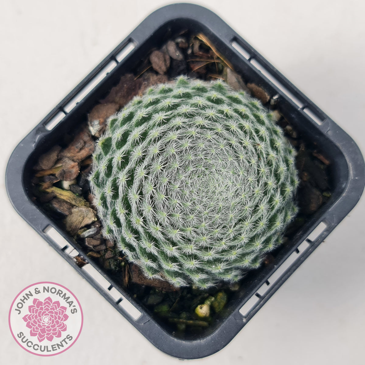 Sempervivum Ciliosum (multi)