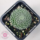 Sempervivum Ciliosum (multi)