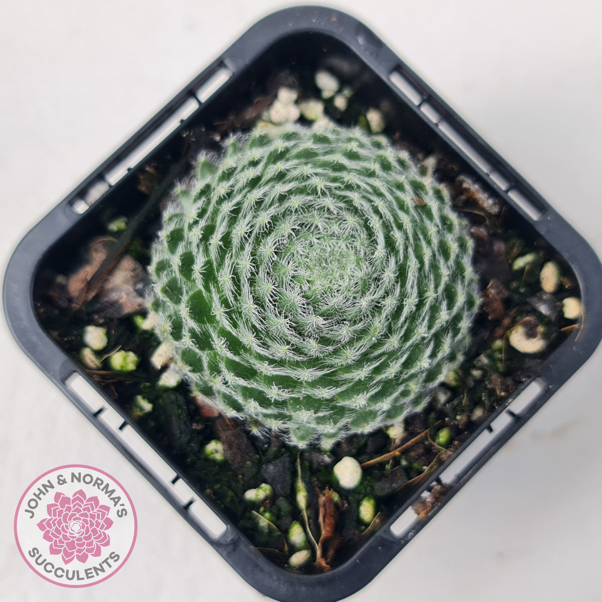 Sempervivum Ciliosum (multi)
