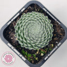 Sempervivum Ciliosum (multi)