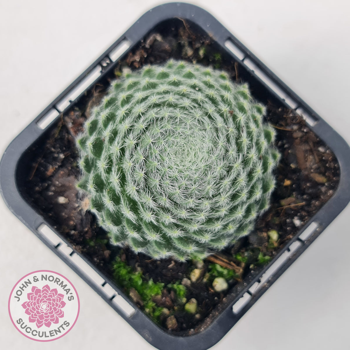 Sempervivum Ciliosum (multi)