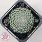 Sempervivum Ciliosum (multi)