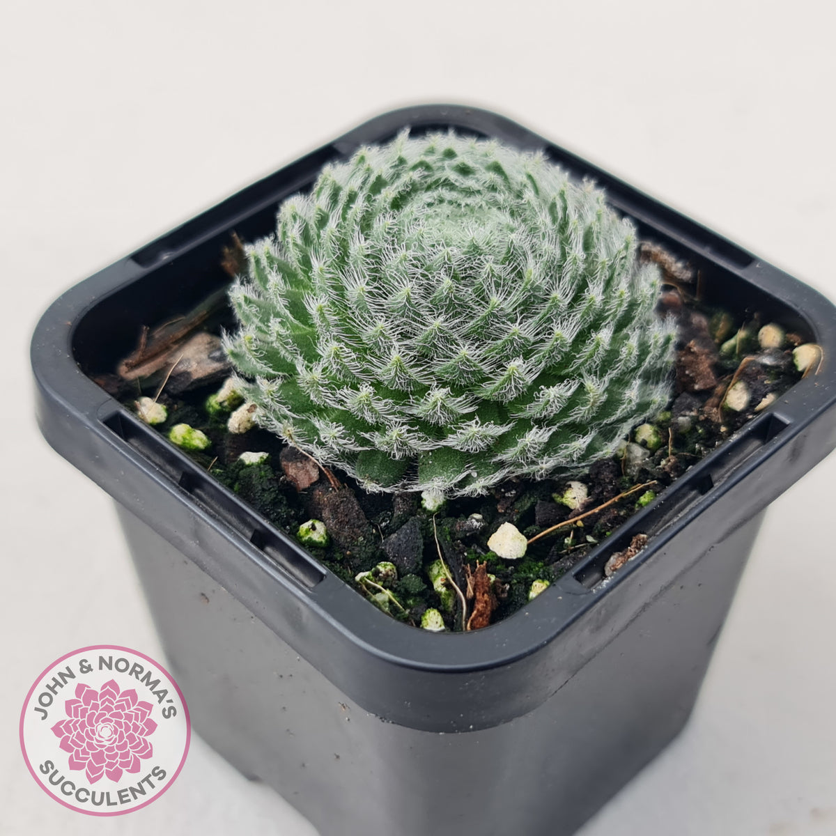 Sempervivum Ciliosum (multi)