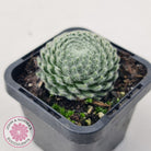 Sempervivum Ciliosum (multi)