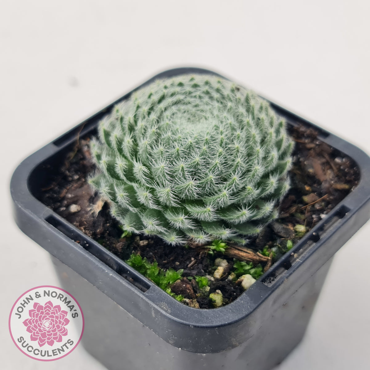 Sempervivum Ciliosum (multi)