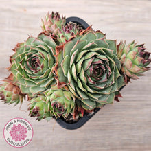 Load image into Gallery viewer, Sempervivum 'Edge of Night' (multi)
