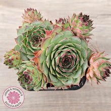 Load image into Gallery viewer, Sempervivum 'Edge of Night' (multi)
