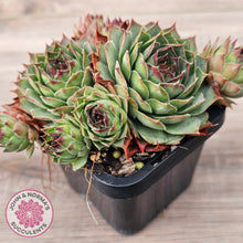Load image into Gallery viewer, Sempervivum 'Edge of Night' (multi)
