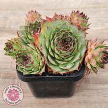 Load image into Gallery viewer, Sempervivum 'Edge of Night' (multi)
