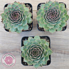 Sempervivum 'Edge of Night'