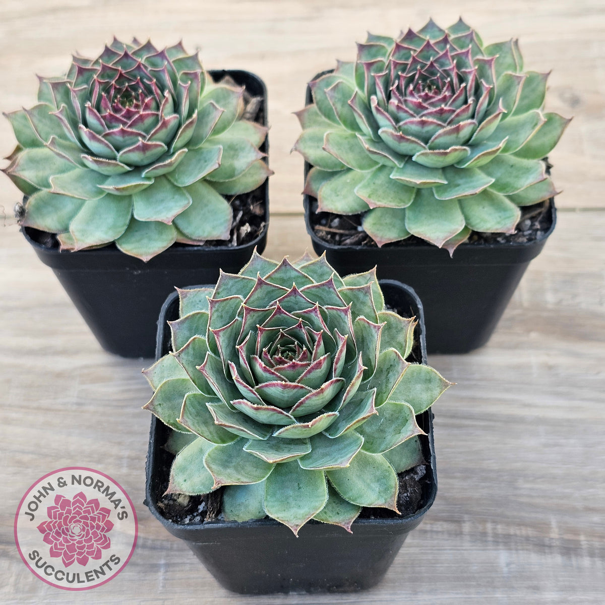 Sempervivum 'Edge of Night'