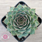 Sempervivum 'Edge of Night'
