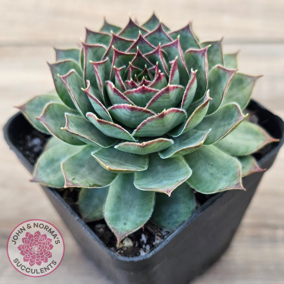 Sempervivum 'Edge of Night'