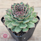 Sempervivum 'Edge of Night'
