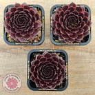 Sempervivum 'Gabrielle'